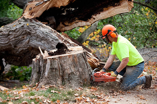 Best Tree Care Services  in Pleasant Grove, UT